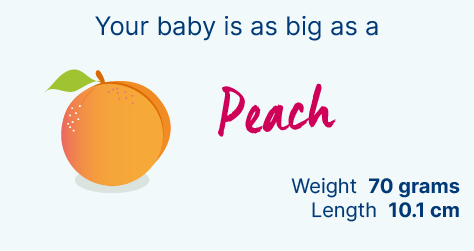 Baby Bump Measurements Chart