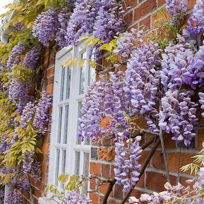 Hardy Wall-Climbing 'Wisteria Sinensis' 9cm Plant - 1, 2 or 3 Plants